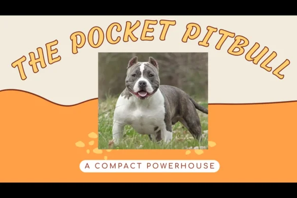 Pocket Pitbull