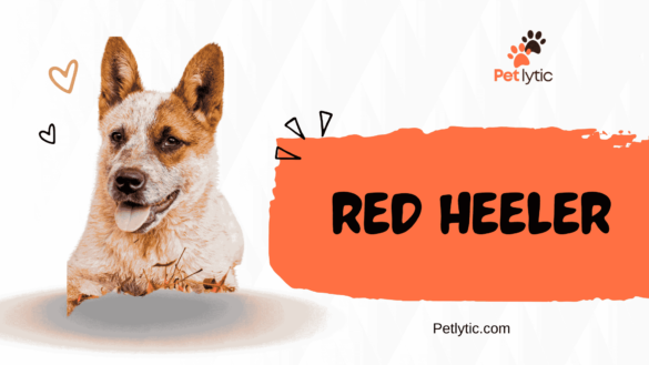 Red Heeler