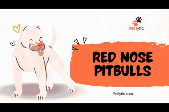 Red Nose Pitbulls