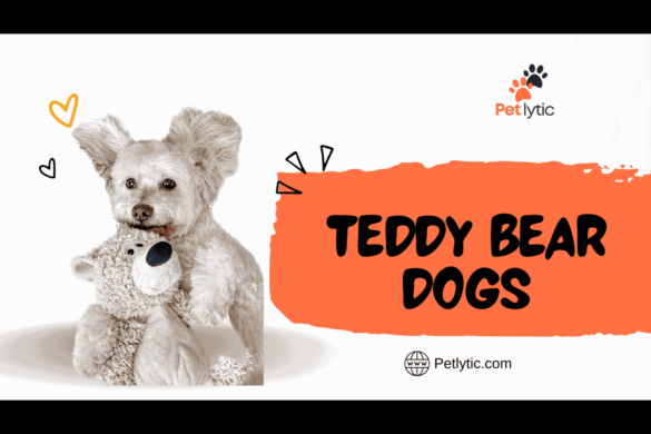 Teddy Bear Dogs
