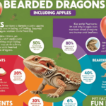 Can Bearded Dragons Eat Apples?