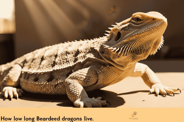 How Long Do Bearded Dragons Live