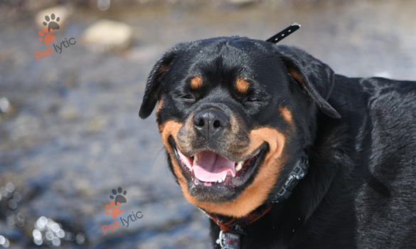 Dangerous Dog Breed: Understanding the Myths and Realities